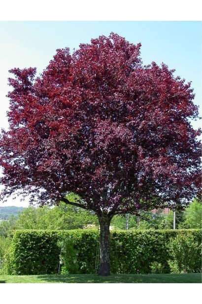 Слива растопыренная Писсарди (куст) 